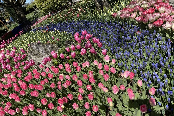 Tulip Festival in Skagit Valley Tour from Seattle - Roozengaarde, where the tulip fields take over