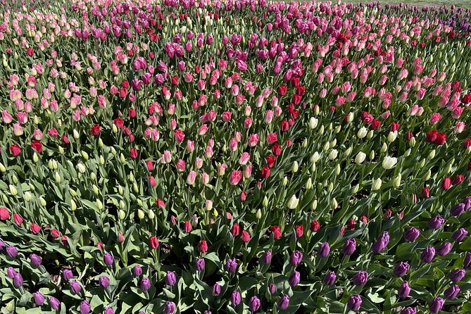 Tulip Festival in Skagit Valley Tour from Seattle - La Conner: lunch, shops, and a slower two hours