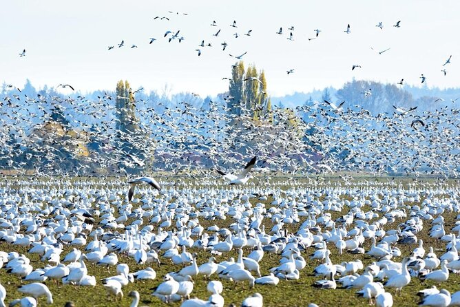 Tulip Festival in Skagit Valley Tour from Seattle - The snow goose stop and the trip back