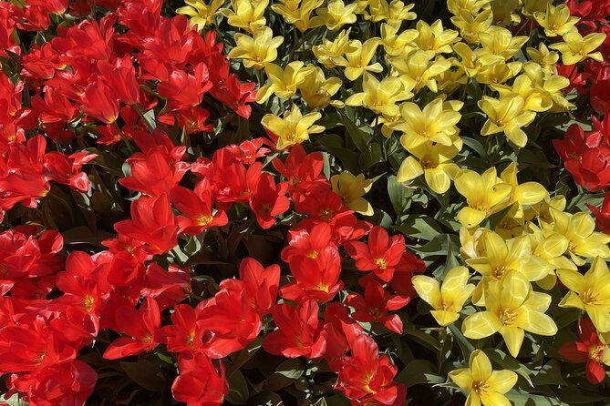 Tulip Festival in Skagit Valley Tour from Seattle - Guides, comfort, and the small-group advantage