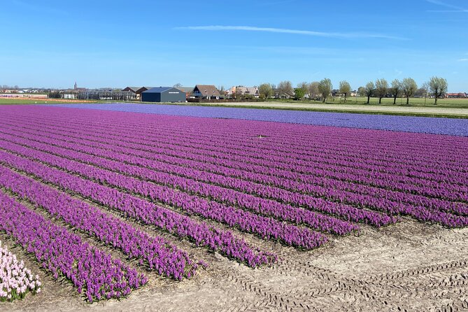 Tulip Fields near Keukenhof - Self-Drive Audio Tour for 2 People - Weather changes the whole experience