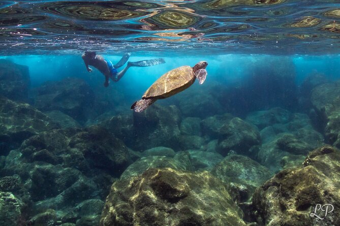 Turtle Gardens West Maui Snorkel Tour - Value Compared With a Larger Water Excursion