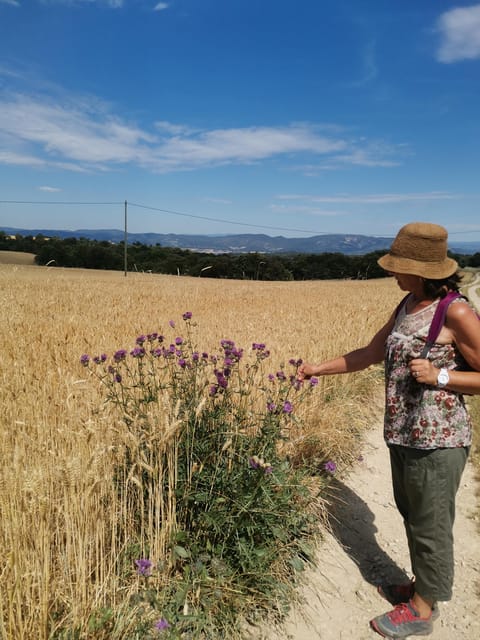 Valensole : Visit of a winery and lavender farm - Olive Trees, Almonds, and Fruit Trees
