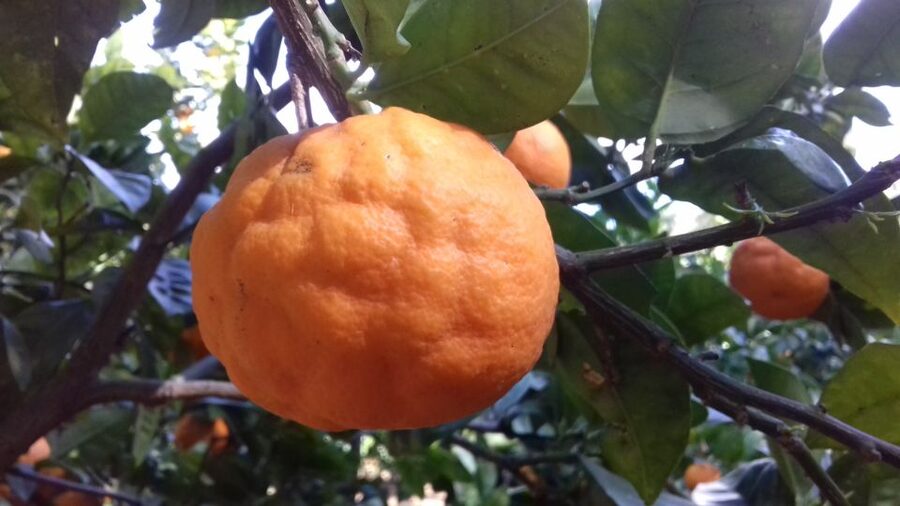 Valley of the Temples: Kolymbethra Garden Entry Ticket - Walking through citrus groves and olive trees