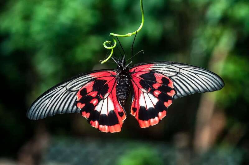Victoria: Butterfly Gardens Admission Ticket - Tropical flowers, fruits, and carnivorous plants