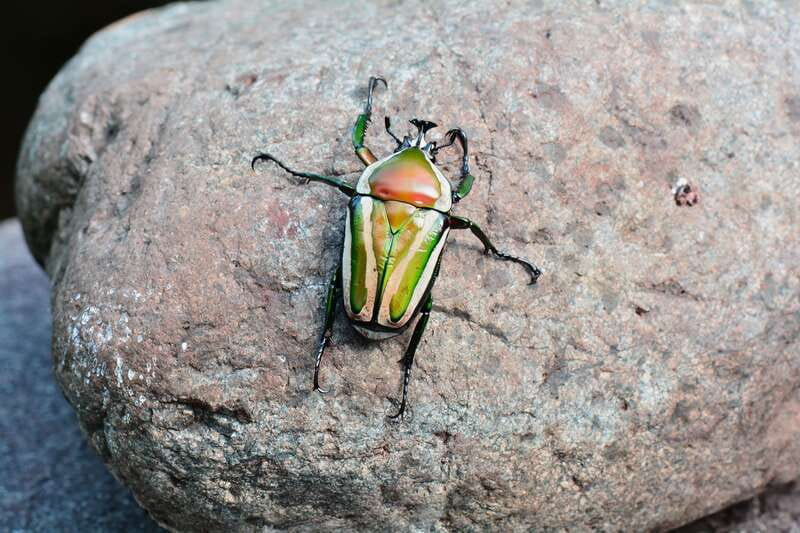 Victoria: Butterfly Gardens Admission Ticket - Birds, reptiles, frogs, and a flamingo