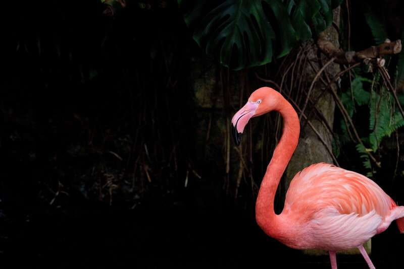 Victoria: Butterfly Gardens Admission Ticket - The insectarium and its small creatures