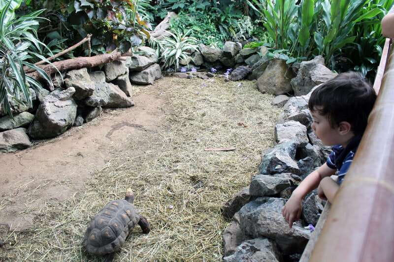 Victoria: Butterfly Gardens Admission Ticket - Booking, timing, and practical details