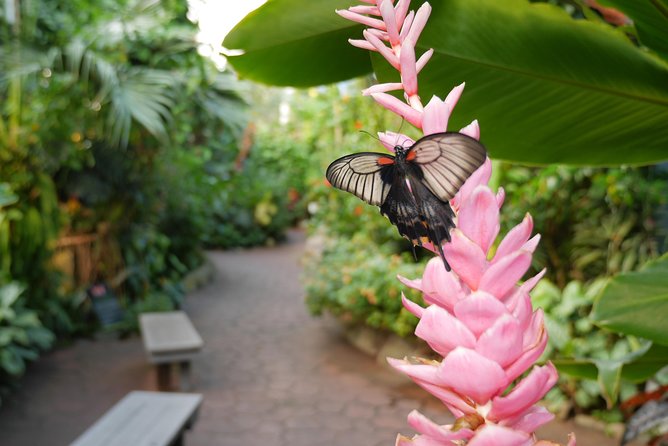 Victoria Butterfly Gardens Ticket - A small tropical world in Victoria