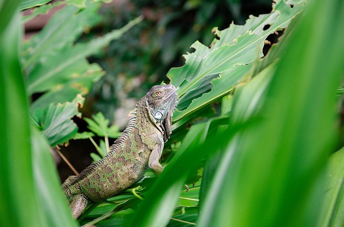 Victoria Butterfly Gardens Ticket - The insectarium adds a second focus