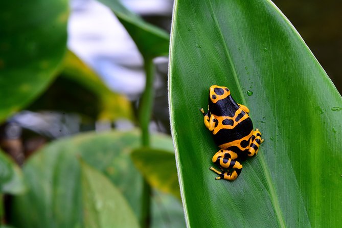 Victoria Butterfly Gardens Ticket - How long should you allow?