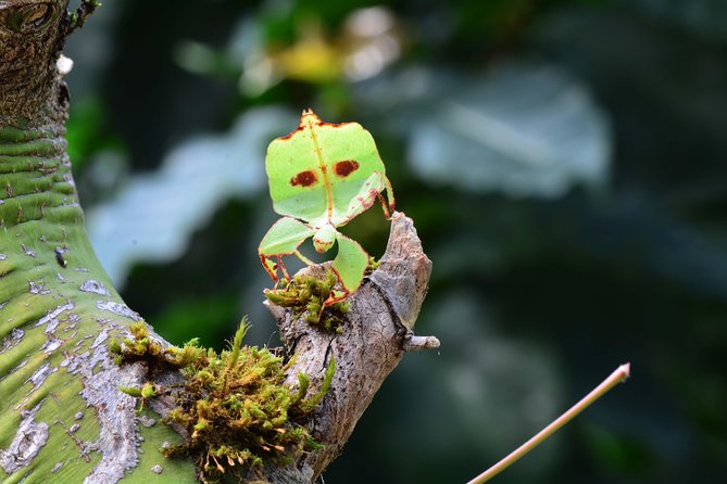 Victoria Butterfly Gardens Ticket - Getting there and fitting it into your day