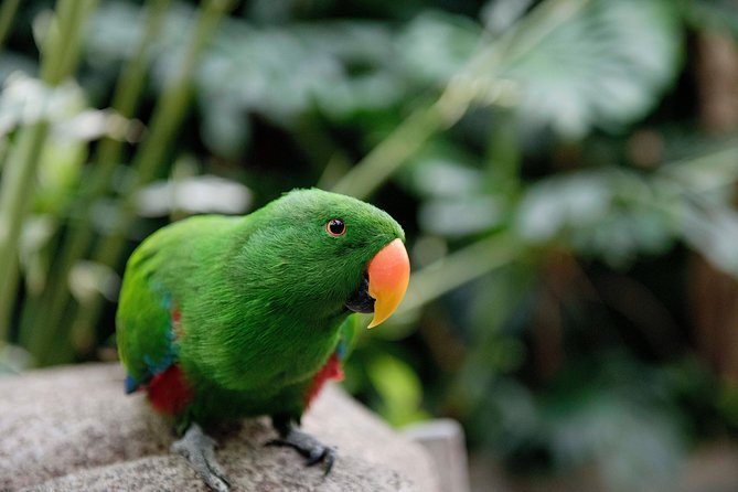 Victoria Butterfly Gardens Ticket - What to wear and bring