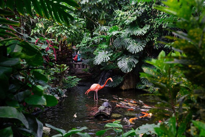 Victoria Butterfly Gardens Ticket - Thousands of butterflies flying overhead