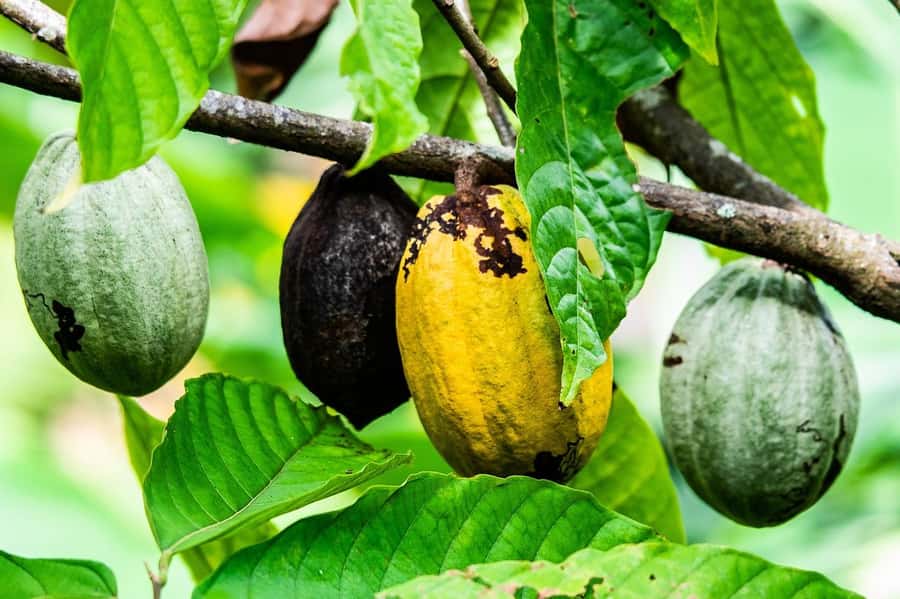 Visit Aburi Garden, Tetteh Quarshie Cocoa Farm & Waterfall - Leaving Accra for the Aburi Hills