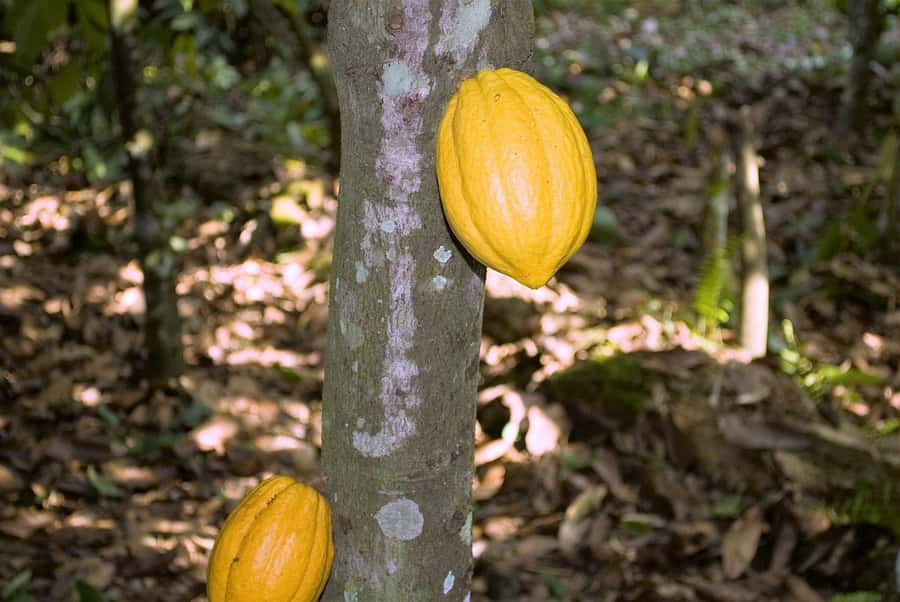 Visit Aburi Garden, Tetteh Quarshie Cocoa Farm & Waterfall - Walking through Aburi Botanical Gardens