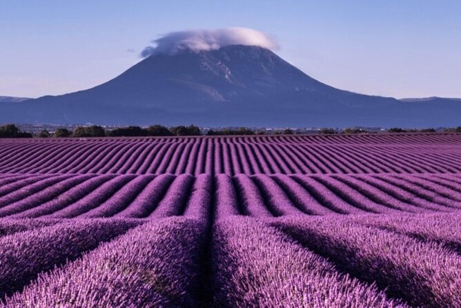 Visit the lavender fields, the Gorges du Verdon and Moustiers. - Why this Provence day trip works