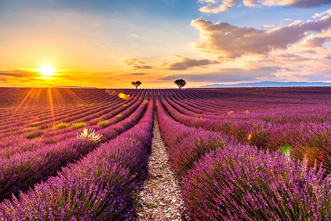 Visit the lavender fields, the Gorges du Verdon and Moustiers. - The long drive to Valensole