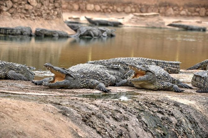Visite the Crocodiles Park and Botanic garden - Key points to know before you book