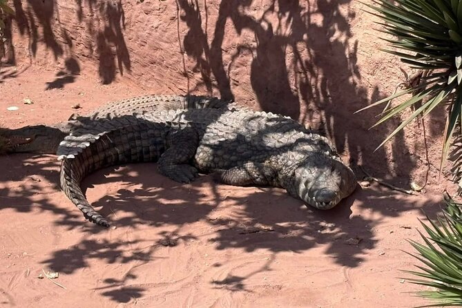 Visite the Crocodiles Park and Botanic garden - Snakes, turtles, monkeys, and reptiles extend the visit