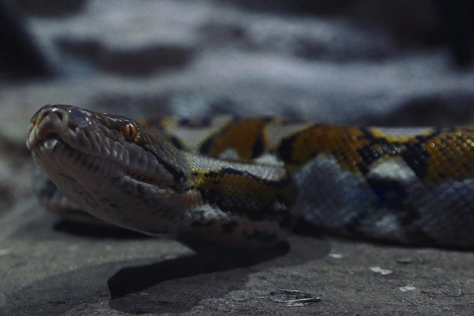 Visite the Crocodiles Park and Botanic garden - A clean setting and a restaurant make the stop practical