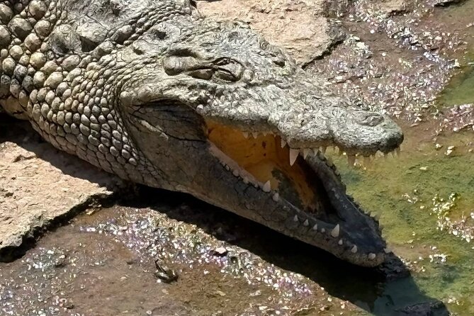 Visite the Crocodiles Park and Botanic garden - Is $36.04 good value for this Agadir outing?