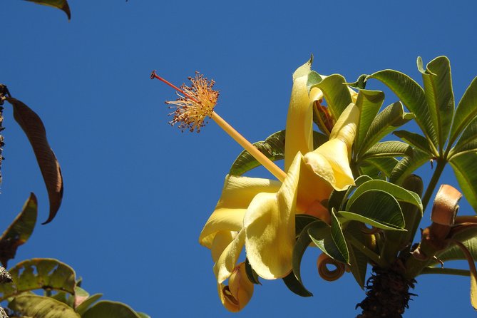 Walk the Darwin Botanic Gardens - Tropical plants with stories behind them