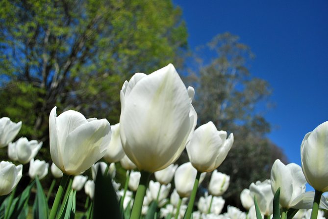 Walking tour with a private tour guide in the botanical gardens of Villa Taranto - Key points at a glance