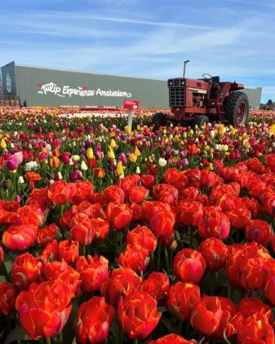 Warmond: Kagerplassen Cruise with “Tulip Experience” Ticket