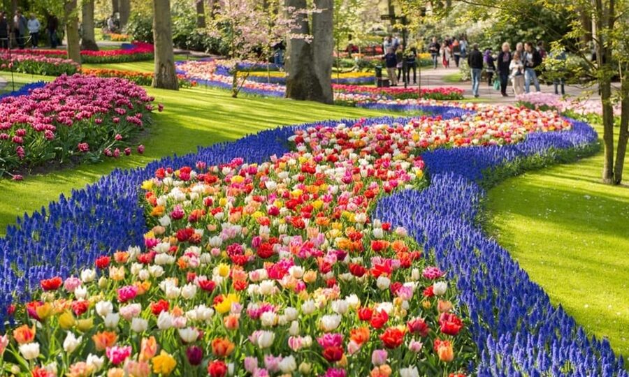 Warmond: Windmill Cruise and Keukenhof Entry Ticket - Key points at a glance