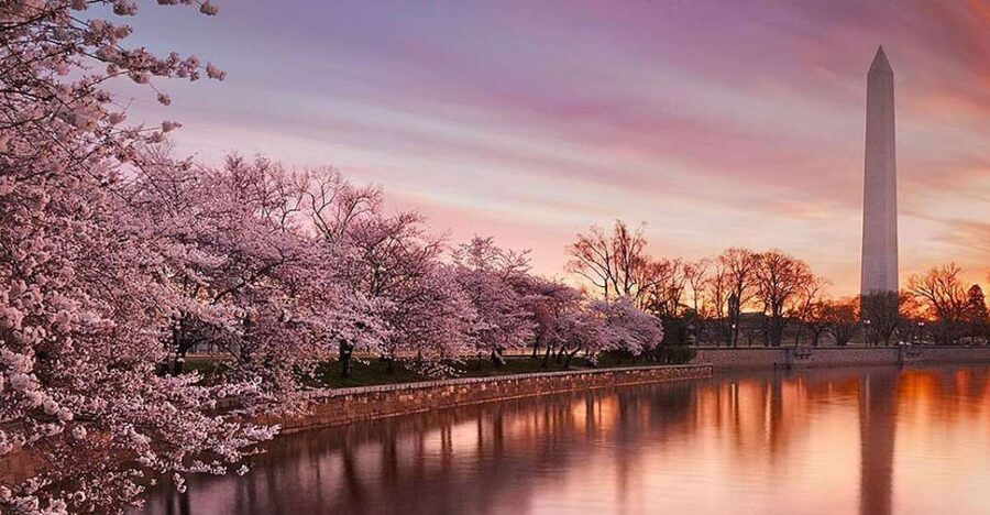 Washington: Cherry Blossom Tour - Key points to know before booking