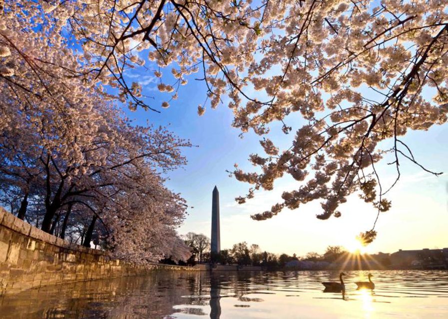 Washington: Cherry Blossom Tour - Why this tour works for a first look at Washington