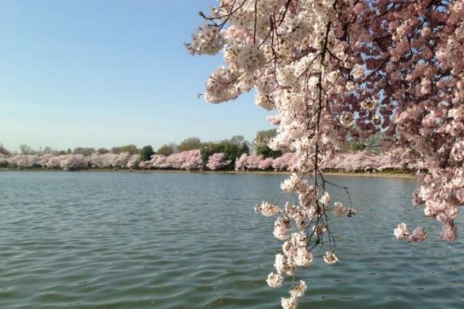 Washington D.C. Cherry Blossom,Baltimore 3-Day Tour from Boston - East Potomac Park and the Hains Point walk