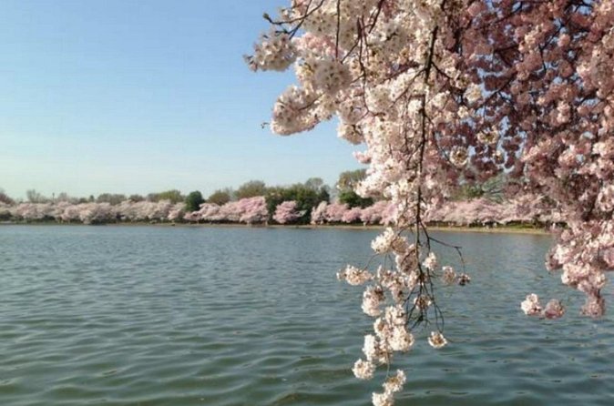 Washington D.C. Cherry Blossom,Baltimore 3-Day Tour from Boston - Lunch and a break at The Wharf