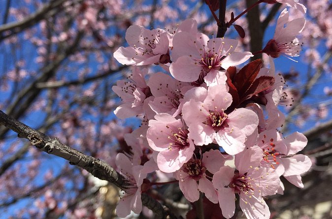 Washington D.C. Cherry Blossom,Baltimore 3-Day Tour from Boston - Day three: Baltimore’s Inner Harbor