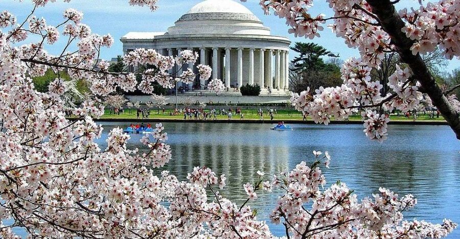 Washington DC: Cherry Blossom Walking Tour - Key points at a glance