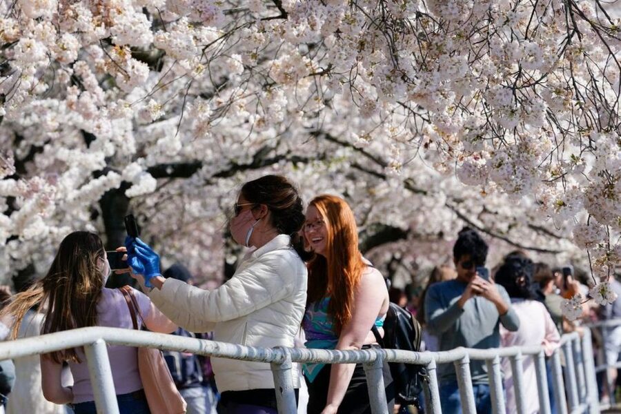 Washington DC: Cherry Blossom Walking Tour - Lincoln Memorial: a powerful opening stop