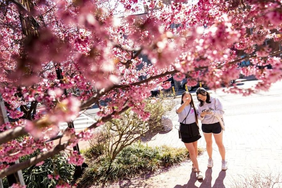 Washington DC: Cherry Blossom Walking Tour - Franklin D. Roosevelt Memorial: a longer, more reflective stop