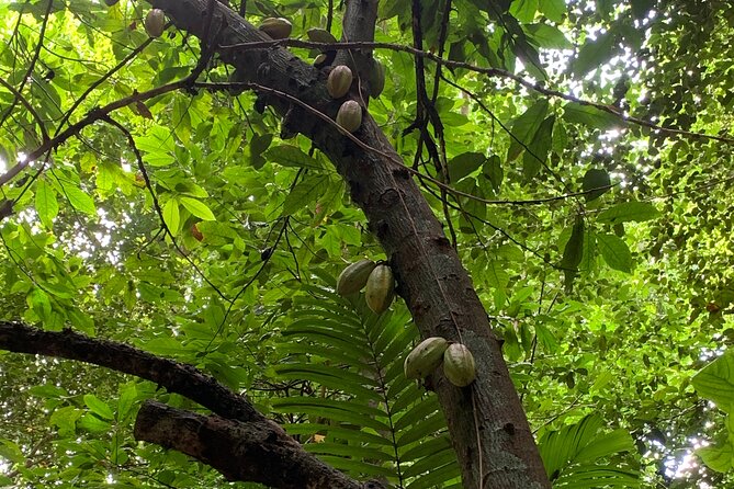 Welchman Hall Gully, Hunte’s Garden and Peg Farm Family Day - PEG Farm: views, food, and a working ecosystem