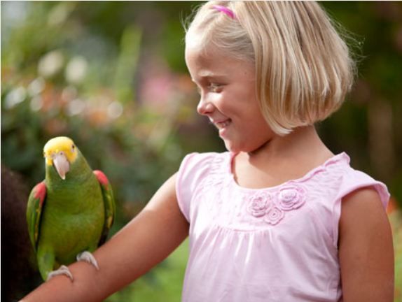 Williamsburg: Busch Gardens Ticket & Water Country Option - Four major roller coasters to know