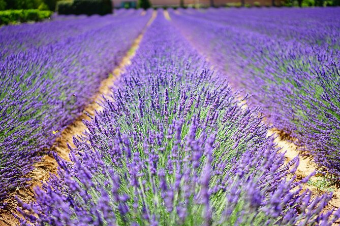 Wine Tasting and lavender Farm Tours - A short route through Niagara wine country