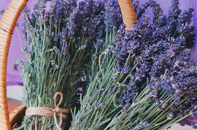 Wine Tasting and lavender Farm Tours - Group size, age rules, and practical comfort