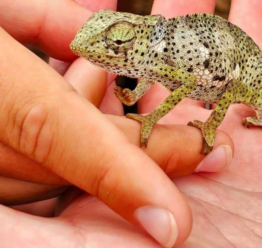 Zanzibar: Jozani Monkeys, Butterfly Garden & Reptile Park - Five useful things to know before booking