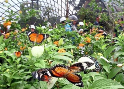 Zanzibar: Jozani Monkeys, Butterfly Garden & Reptile Park