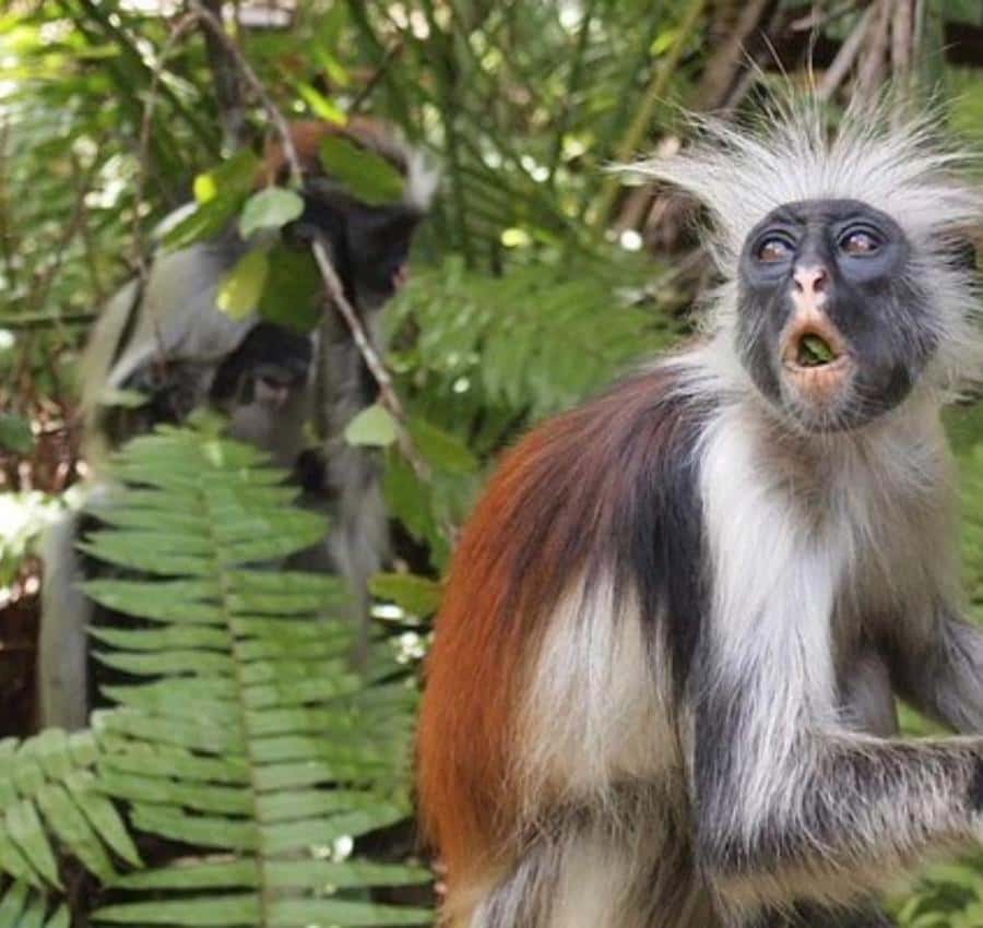 Zanzibar: Jozani Monkeys, Butterfly Garden & Reptile Park - How the 45-minute rides shape the experience
