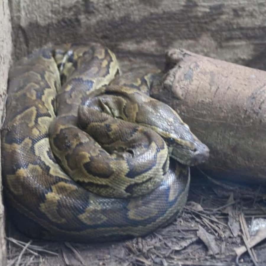 Zanzibar: Jozani Monkeys, Butterfly Garden & Reptile Park - Is $80 a fair price for this Zanzibar day?