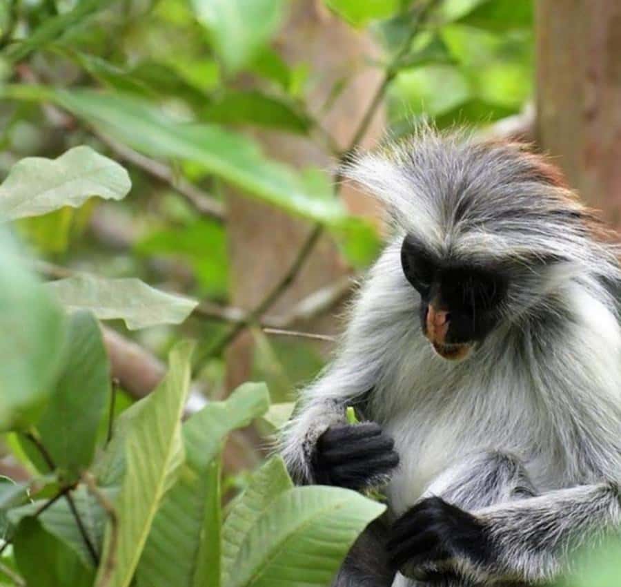Zanzibar: Jozani Monkeys, Butterfly Garden & Reptile Park - Should you book Zanzibar’s three-stop wildlife tour?
